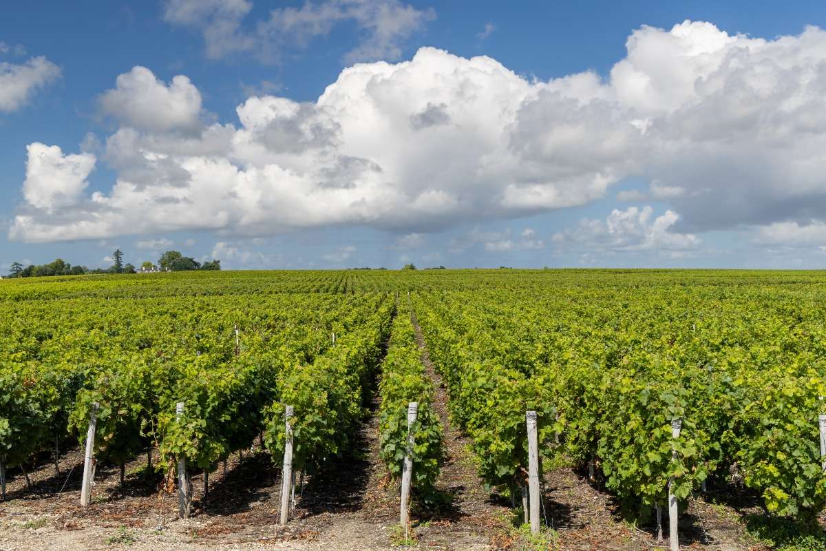 Bordeaux wine tours from Paris.