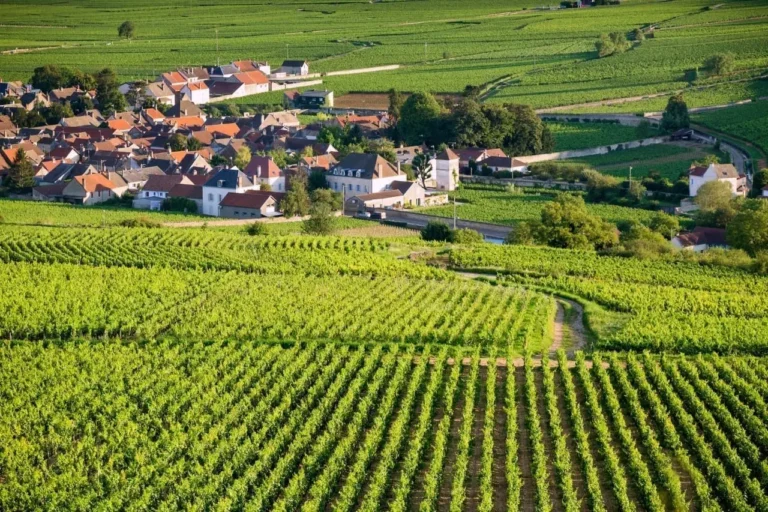 Private Burgundy Wine Tour From Paris