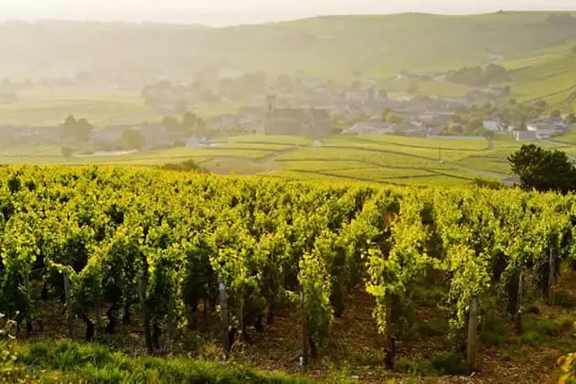 Vineyards of the Côte d'Or on our Burgundy day tour from Paris.